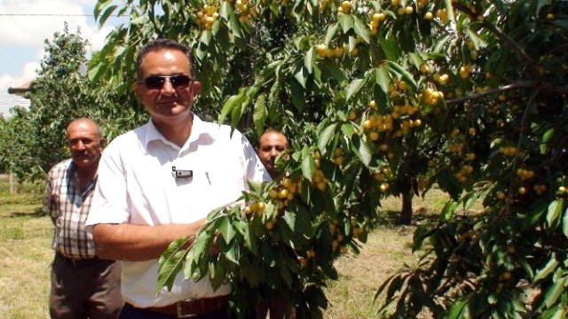 Kiraz üreticisi zor durumda...