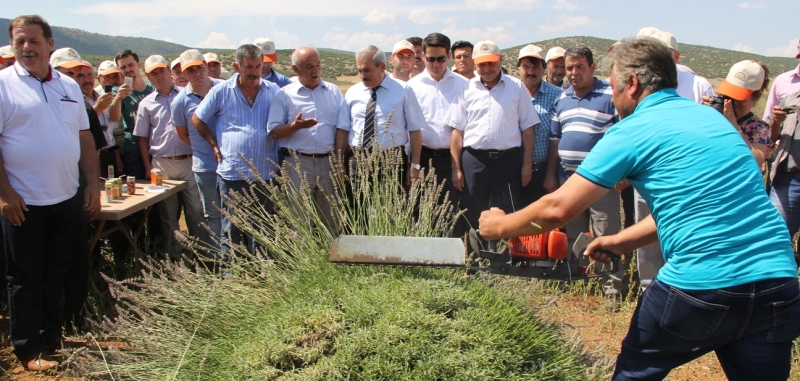 ISPARTA'NIN YENİ MARKASI LAVANTA