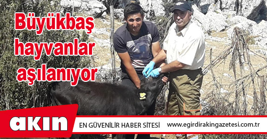 Büyükbaş hayvanlar aşılanıyor