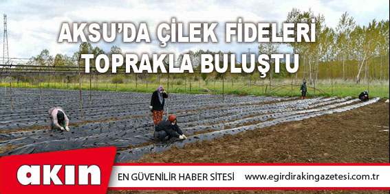 Aksu’da Çilek Fideleri Toprakla Buluştu