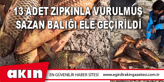13 Adet Zıpkınla Vurulmuş Sazan Balığı Ele Geçirildi