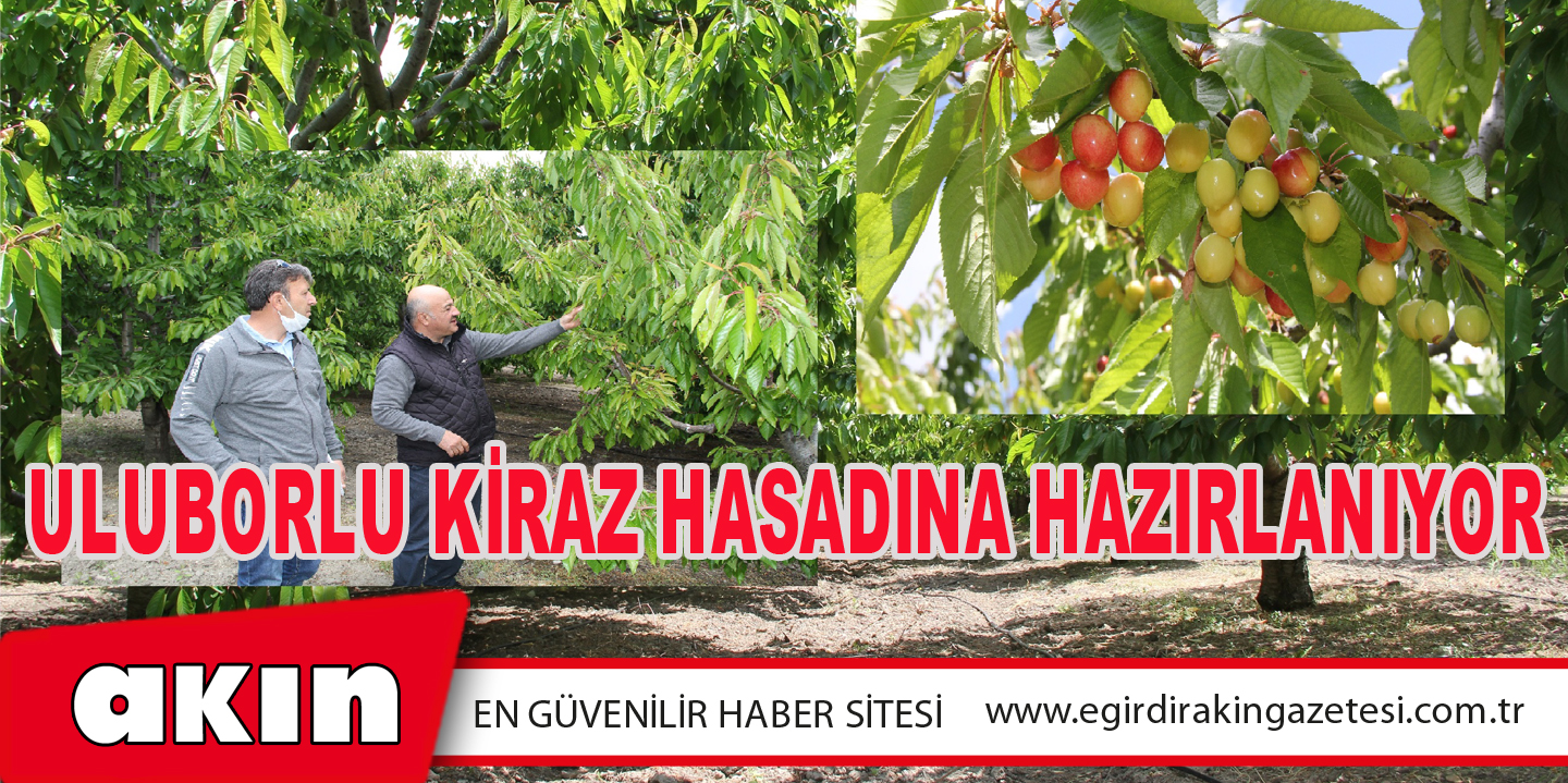 eğirdir haber,akın gazetesi,egirdir haberler,son dakika,Uluborlu Kiraz Hasadına Hazırlanıyor