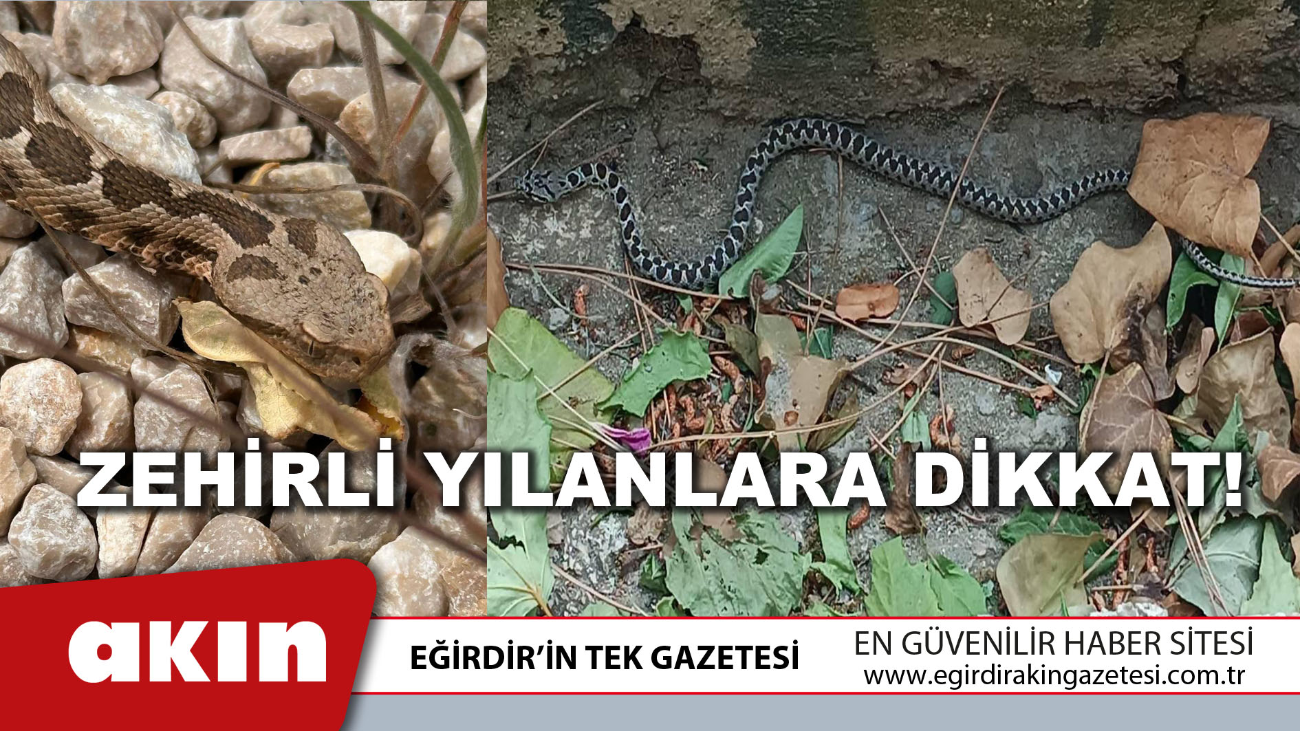 ZEHİRLİ YILANLARA DİKKAT!