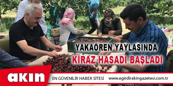 Yakaören Yaylasında  Kiraz Hasadı Başladı