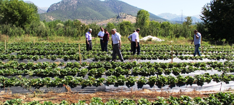 Isparta'da Çilek Yetiştiriciliği Yaygınlaşıyor