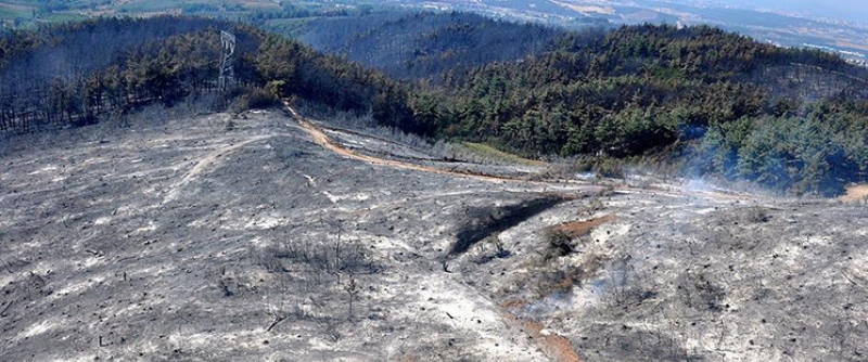 Yangınlar 2 bin 339 hektar orman alanını yok etti