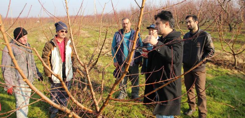 MAREM'den İzmir Kemalpaşa'lı Çiftçilere Budama Eğitimi Verildi
