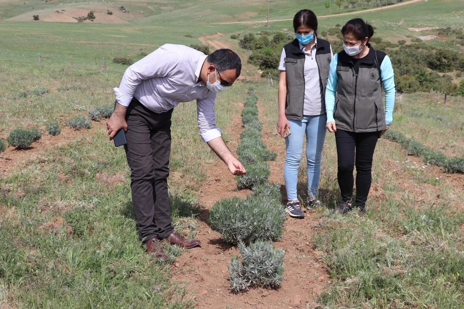 Eğirdir Kaymakamı Adem Çelik, Sorkuncak Köyündeki Lavanta Bahçelerinde İncelemelerde Bulundu