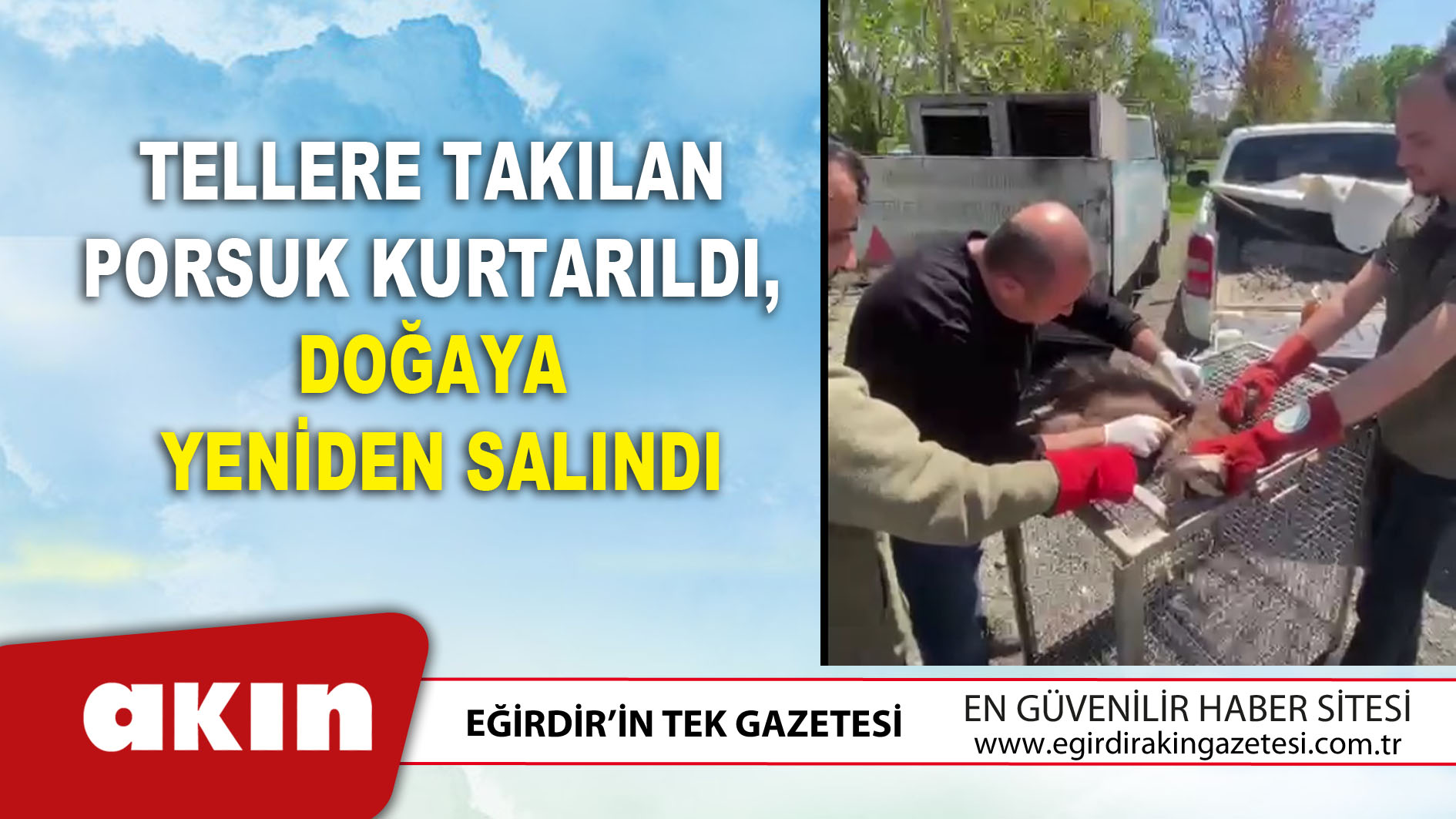 Tellere Takılan Porsuk Kurtarıldı