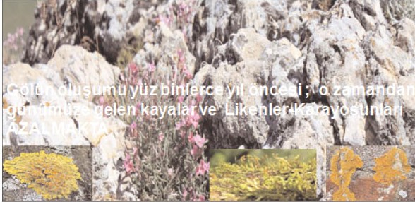NAFİZ YÜREKLİ KOYU'NUN EKOLOJİK ÖNEMİ... Kuşlar giderse...