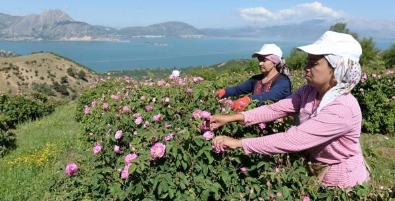 Çin, Isparta Gülünü Sevdi