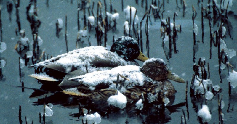 Göller buz tutunca  kuşlar başka alanlara gitti
