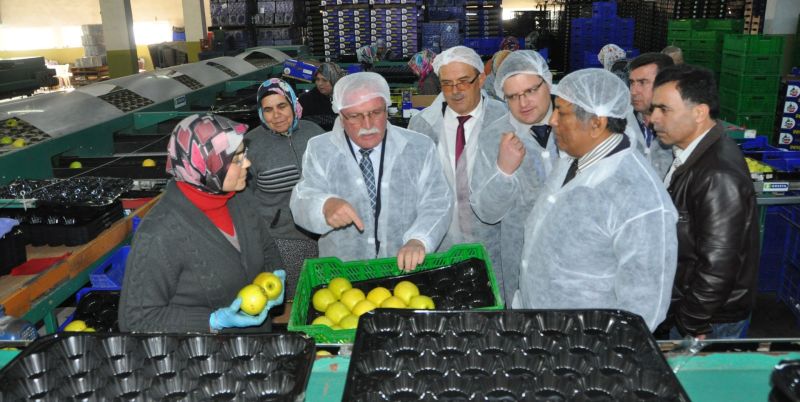 Elmada yeni rota, Arap ülkeleri