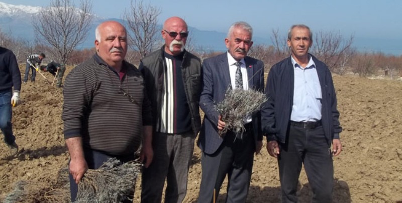 Sarıidris'te Lavanta Esintisi
