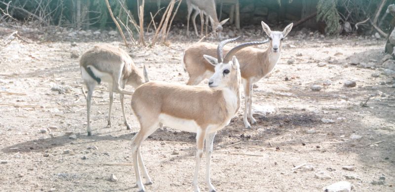 Rüya Park'ın yeni üyeleri geldi