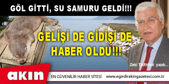 eğirdir haber,akın gazetesi,egirdir haberler,son dakika,GÖL GİTTİ, SU SAMURU GELDİ!!!