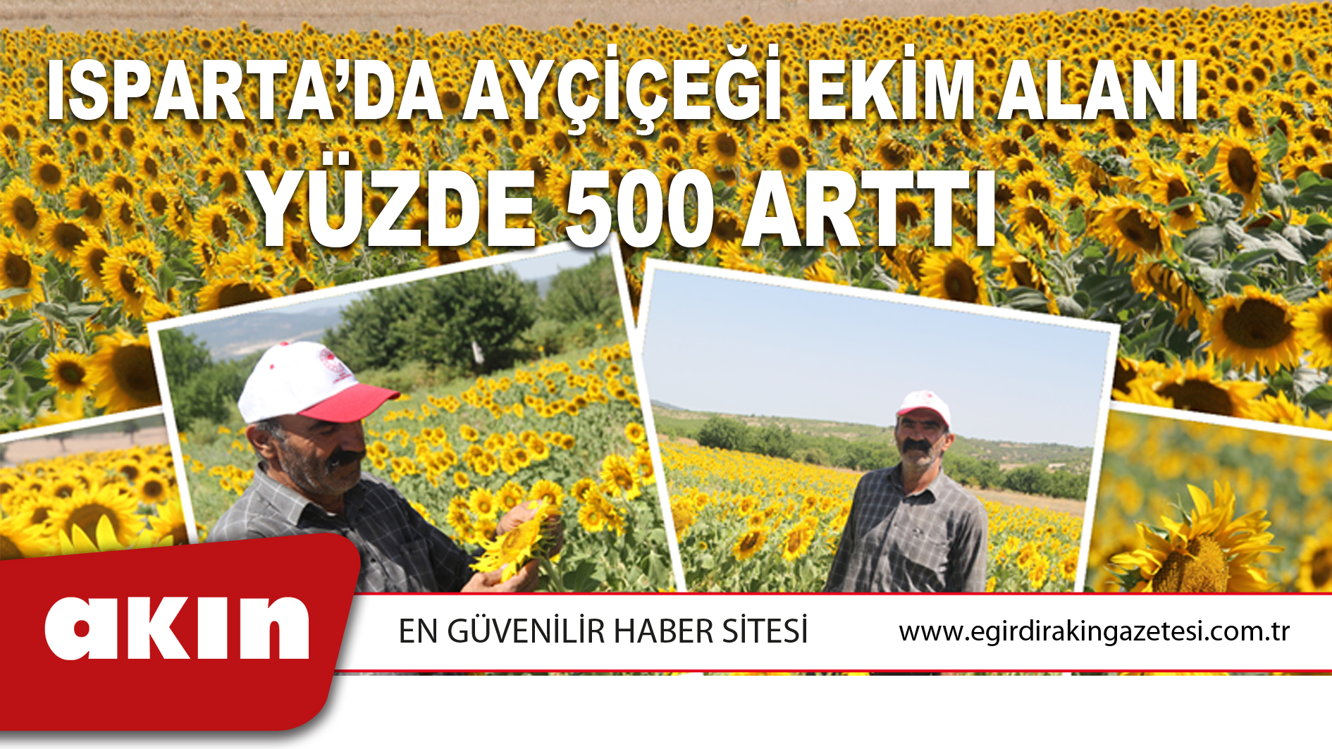 ISPARTA’DA AYÇİÇEĞİ EKİM ALANI YÜZDE 500 ARTTI