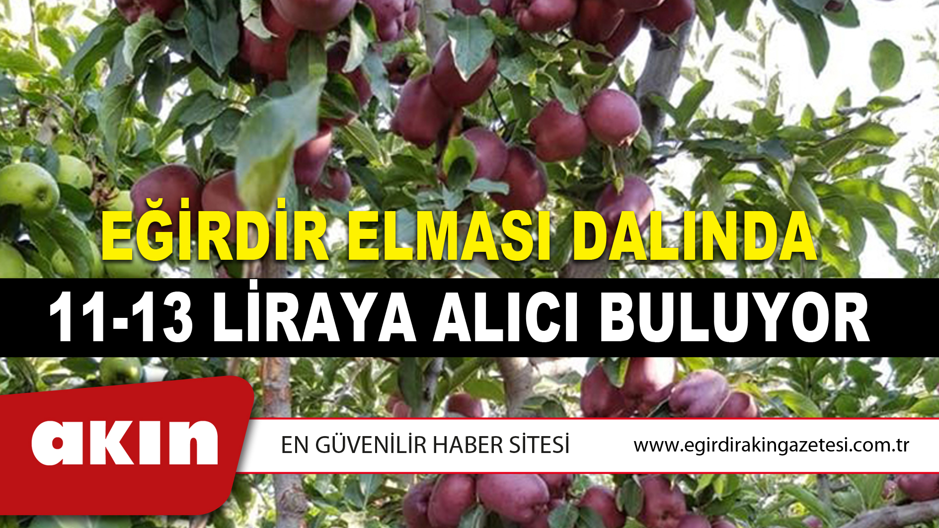 Eğirdir Elması Dalında 11 - 13 Liraya Alıcı Buluyor