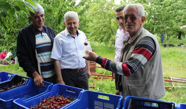 Isparta?da Kiraz ve Kayısı Hasadı Başladı