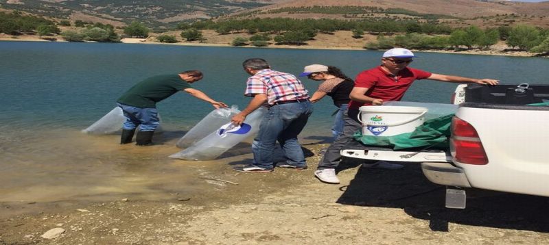 Sarıidris Göletine 20 bin adet Sazan yavrusu bırakıldı