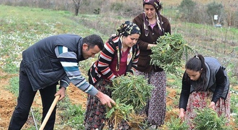 Küçük Aile İşletmesi Desteği Verilecek