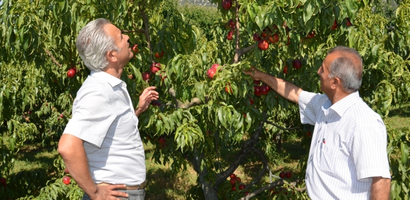 Eğirdir?de Şeftali Hasadı Devam Ediyor