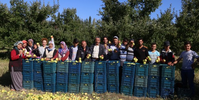 Eğirdir Elması Dalında Satılıyor