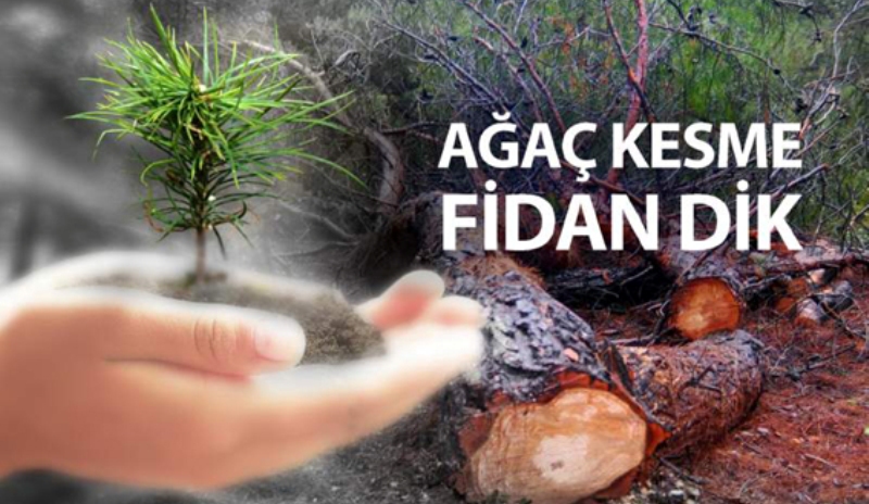 Ağaç Kesme Fidan Dik?