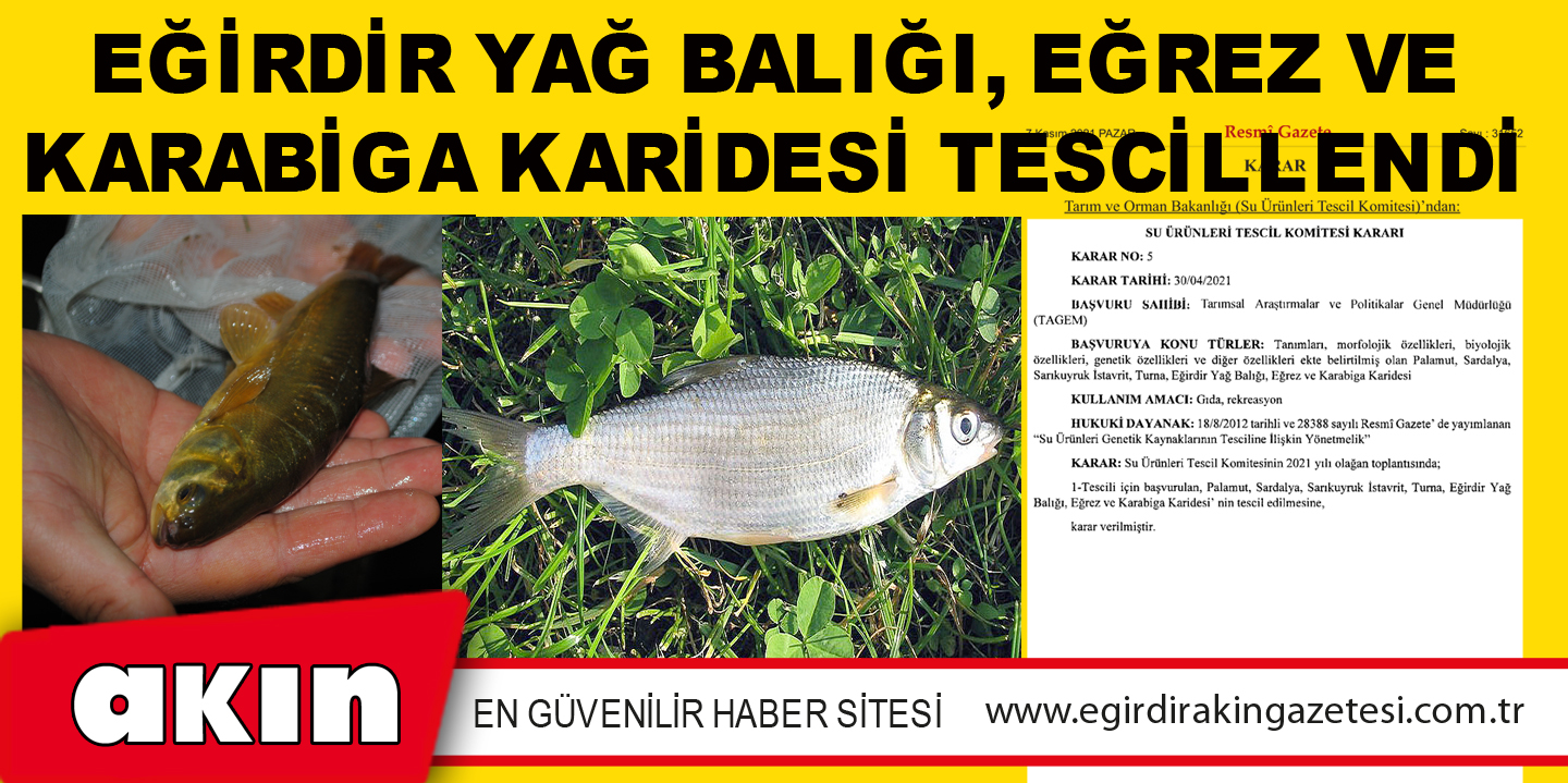 EĞİRDİR YAĞ BALIĞI, EĞREZ VE KARABİGA KARİDESİ TESCİLLENDİ