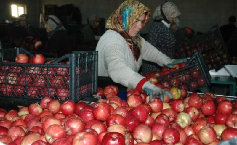 ELMA ÜRETİCİSİNİN YÜZÜ GÜLÜYOR
