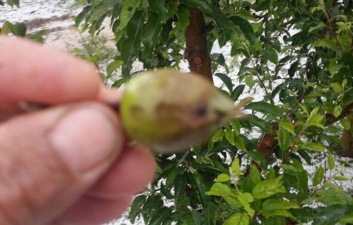 DOLU YAĞIŞI KISMEN ZARARA YOLAÇTI