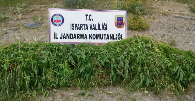 7 bin 852 kök kenevir bitkisi ele geçirildi
