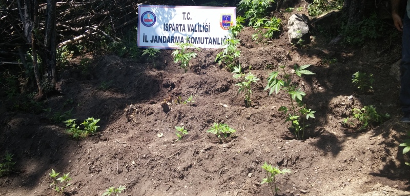 Jandarma?dan Kenevir Operasyonu