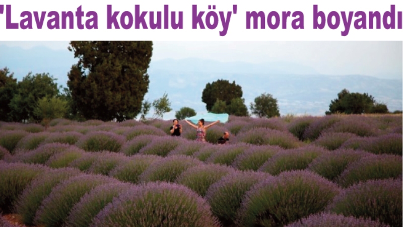 'Lavanta kokulu köy' mora boyandı