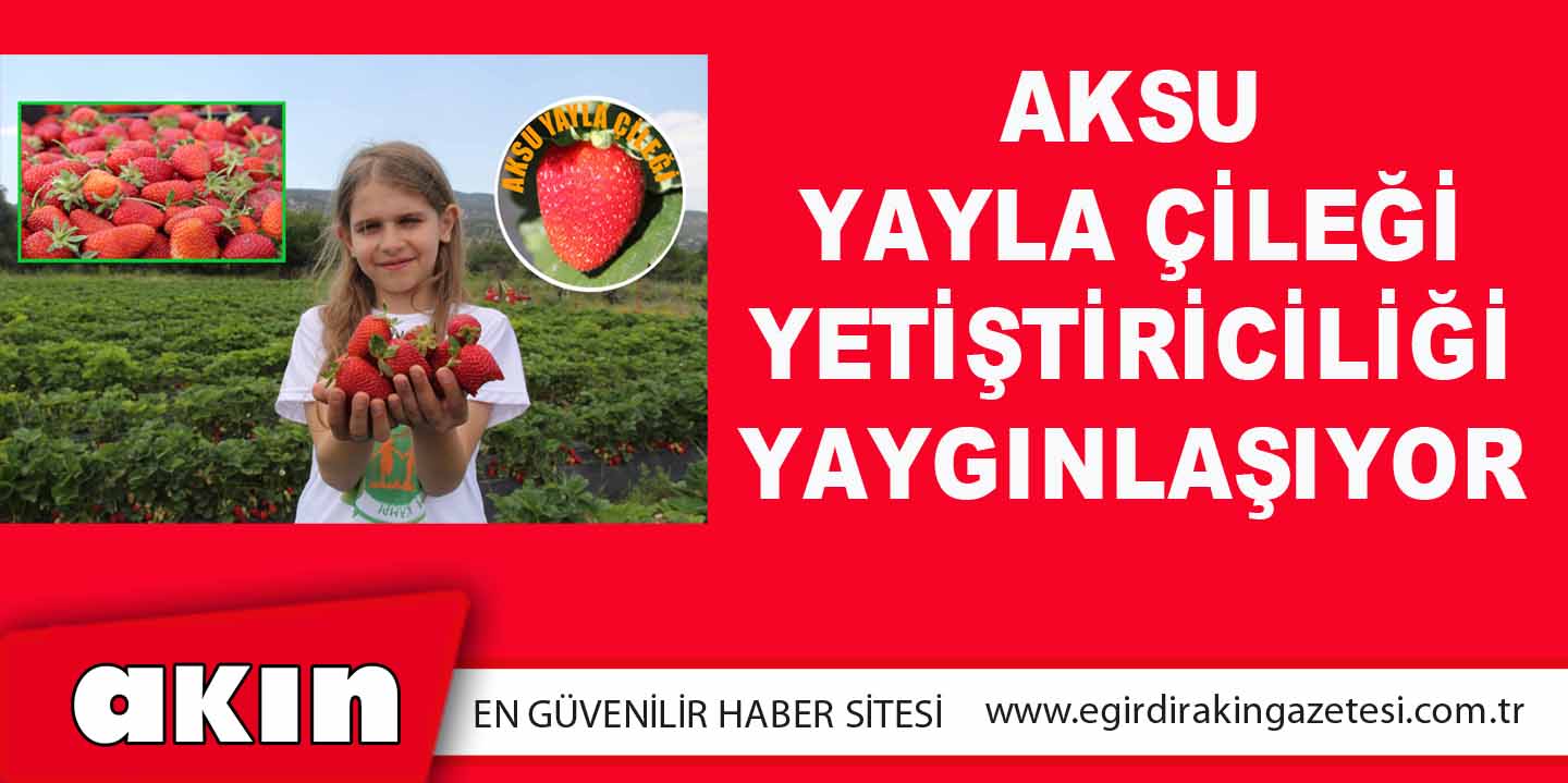 Aksu Yayla Çileği Yetiştiriciliği Yaygınlaşıyor