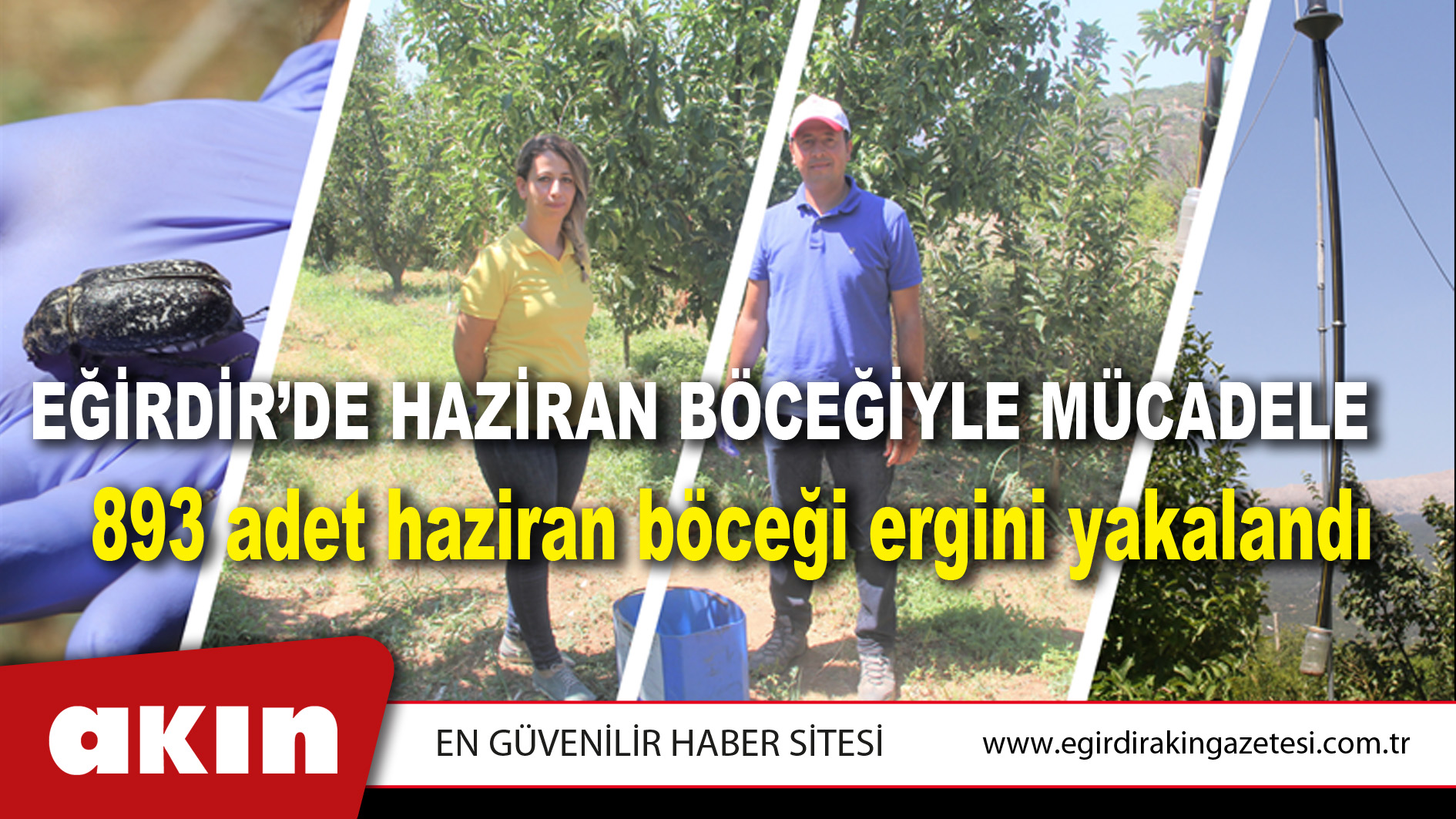 eğirdir haber,akın gazetesi,egirdir haberler,son dakika,Eğirdir’de Haziran Böceğiyle Mücadele