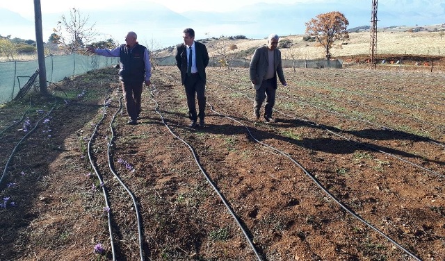 Eğirdir?in Yeni, Alternatif Tarım Ürünü; Safran Deneme Yetiştiriciliği Başarıyla Devam Ediyor
