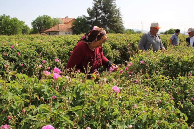 Isparta Gülü ve Gül Kültürü Kültürel Miras kabul edildi