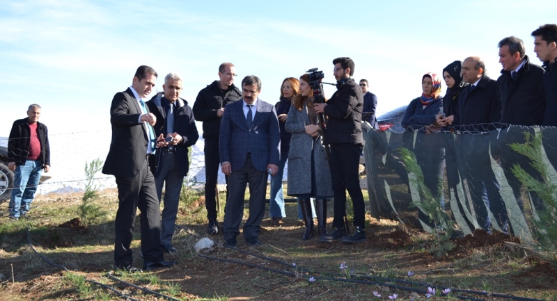 İLÇEMİZ ALTERNATİF TARIMSAL ÜRÜN DENEMELERİNDE BÜYÜK BAŞARI; SAFRAN HASATI GERÇEKLEŞTİRİLDİ