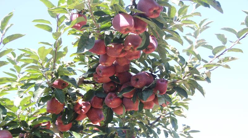 eğirdir,egirdir haber,akın gazetesi