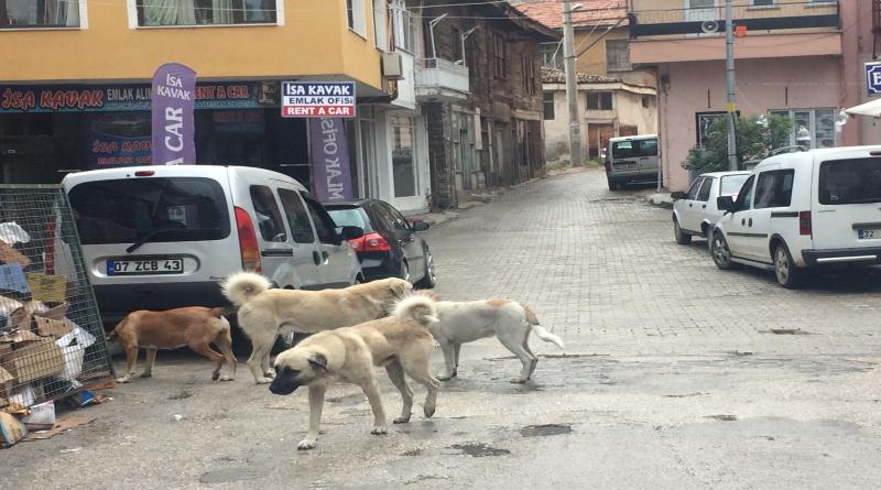 eğirdir,egirdir haber,akın gazetesi