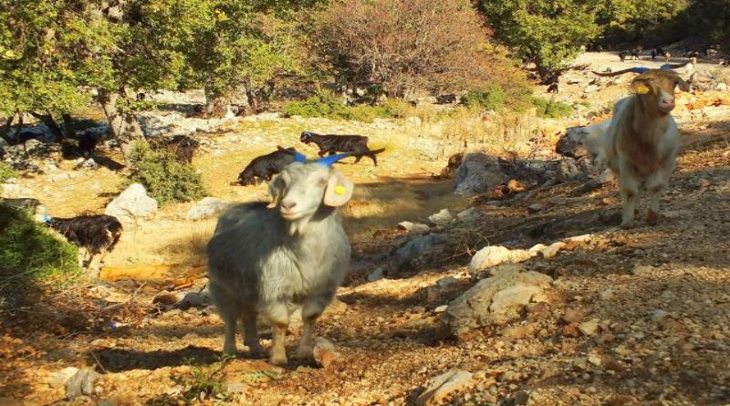 eğirdir,egirdir haber,akın gazetesi