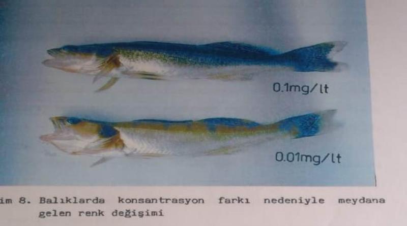 eğirdir,egirdir haber,akın gazetesi