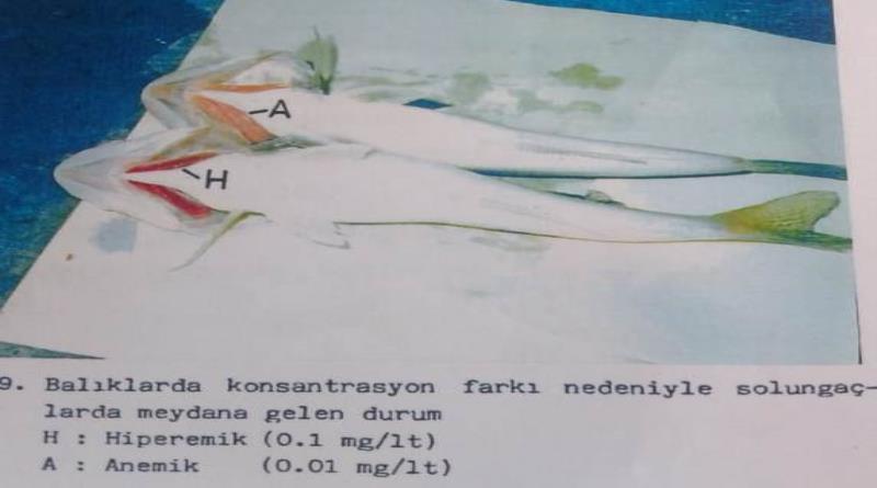 eğirdir,egirdir haber,akın gazetesi