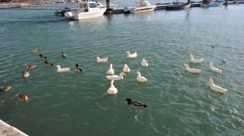 eğirdir,egirdir haber,akın gazetesi