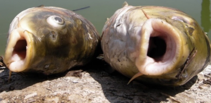 Balık Ölümleri EKODOSD'u Harekete Geçirdi